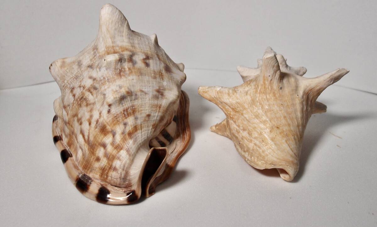 トウカムリ貝と、おまけ貝殻5点