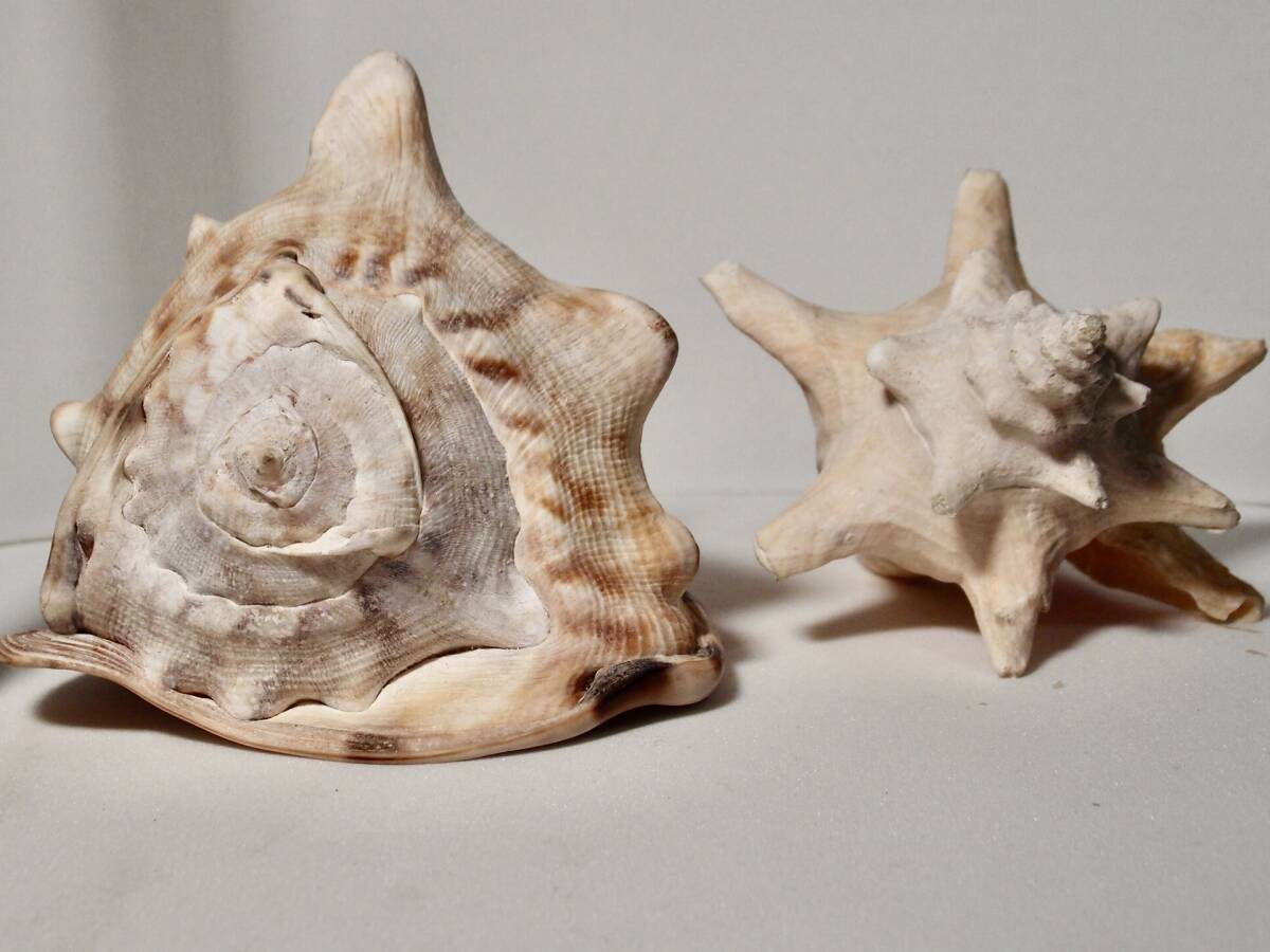 トウカムリ貝と、おまけ貝殻5点 貝殻トウカムリ トウカムリ貝と、おまけ貝殻5点 トウカムリ貝と