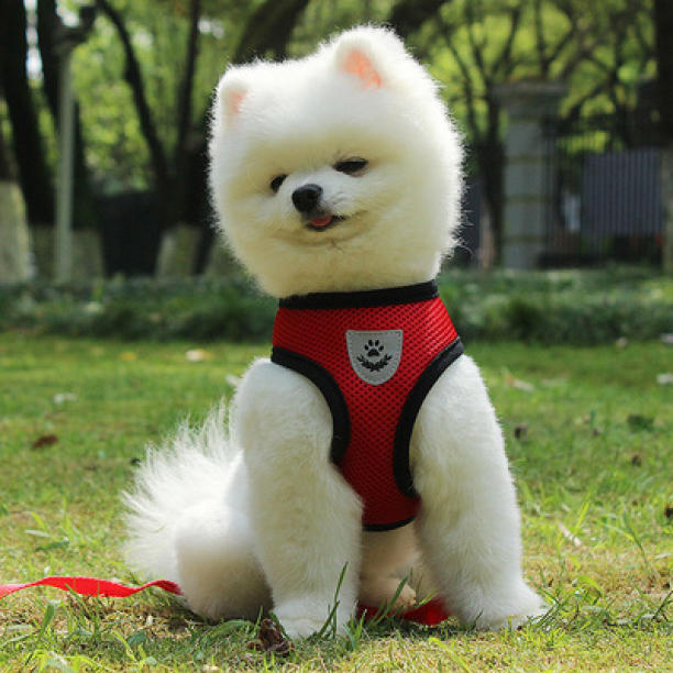28ハーネス リードセット 黒　M 犬 貓 ペット用 お散歩