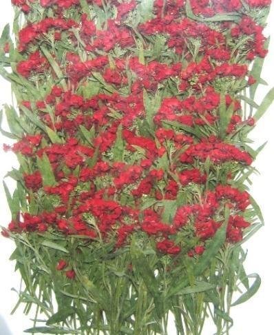 業(yè)務(wù)用 押し花　アリッサム葉付き　赤染め 大容量 300枚ドライフラワー デコ レジン 封印