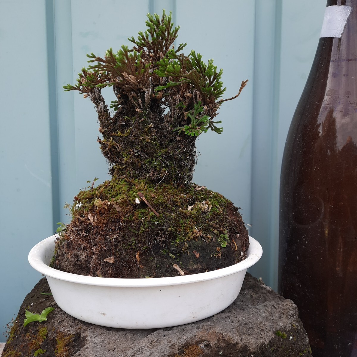 全高さ20cm