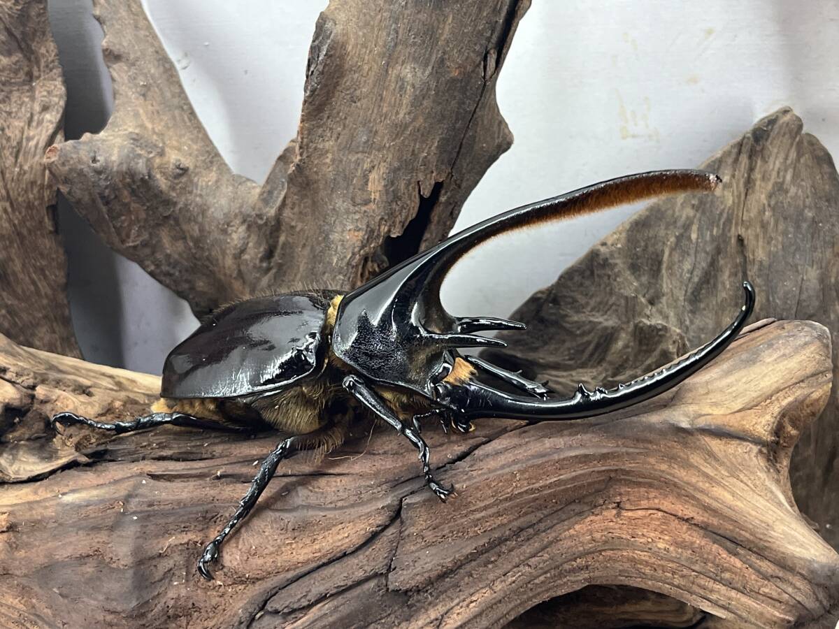 コロンビア産 ネプチューンオオカブト 138mm. 飼育品 角折れ修理 コロンビア産 ネプチューンオオカブト 138mm. 飼育品 角折れ修理