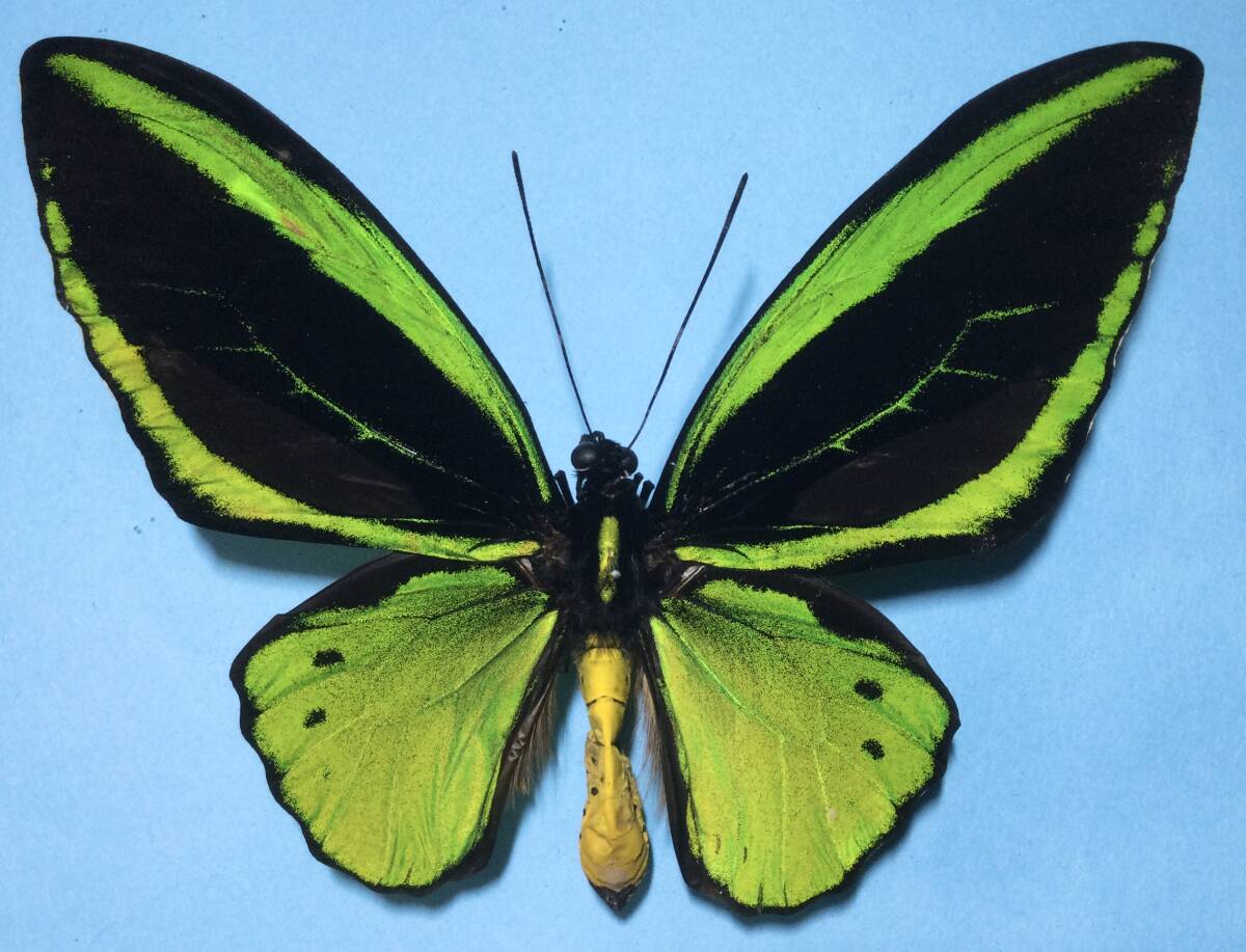 ★ 蝶　標本　インドネシアヤーペン島産　ミドリトリバネアゲハ雄　採集品★