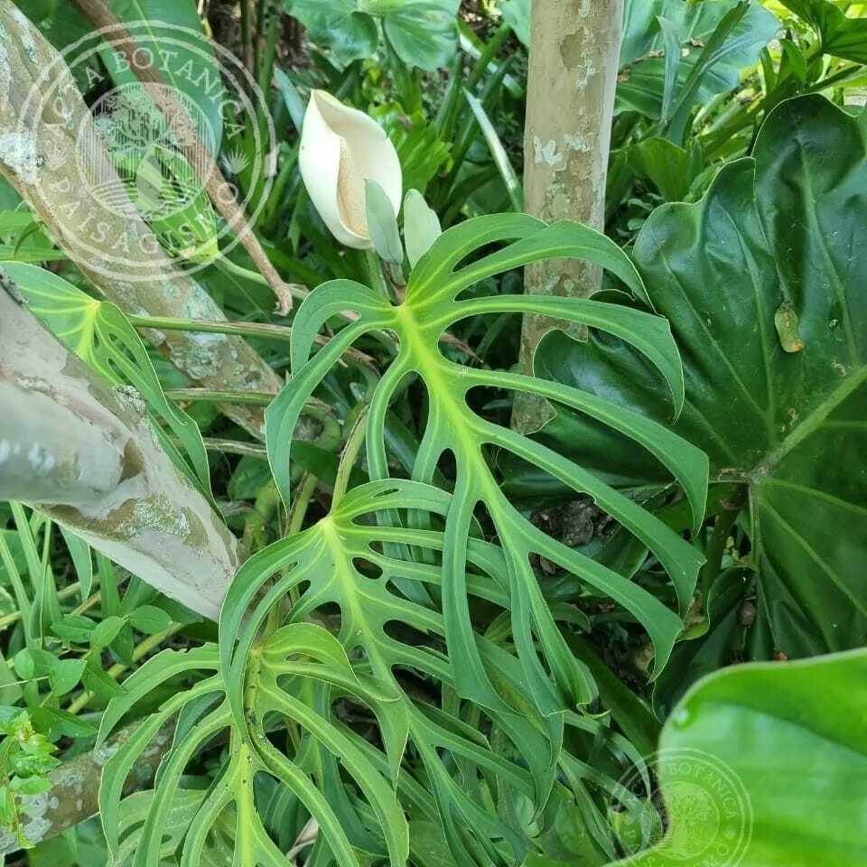寫真1は參考???