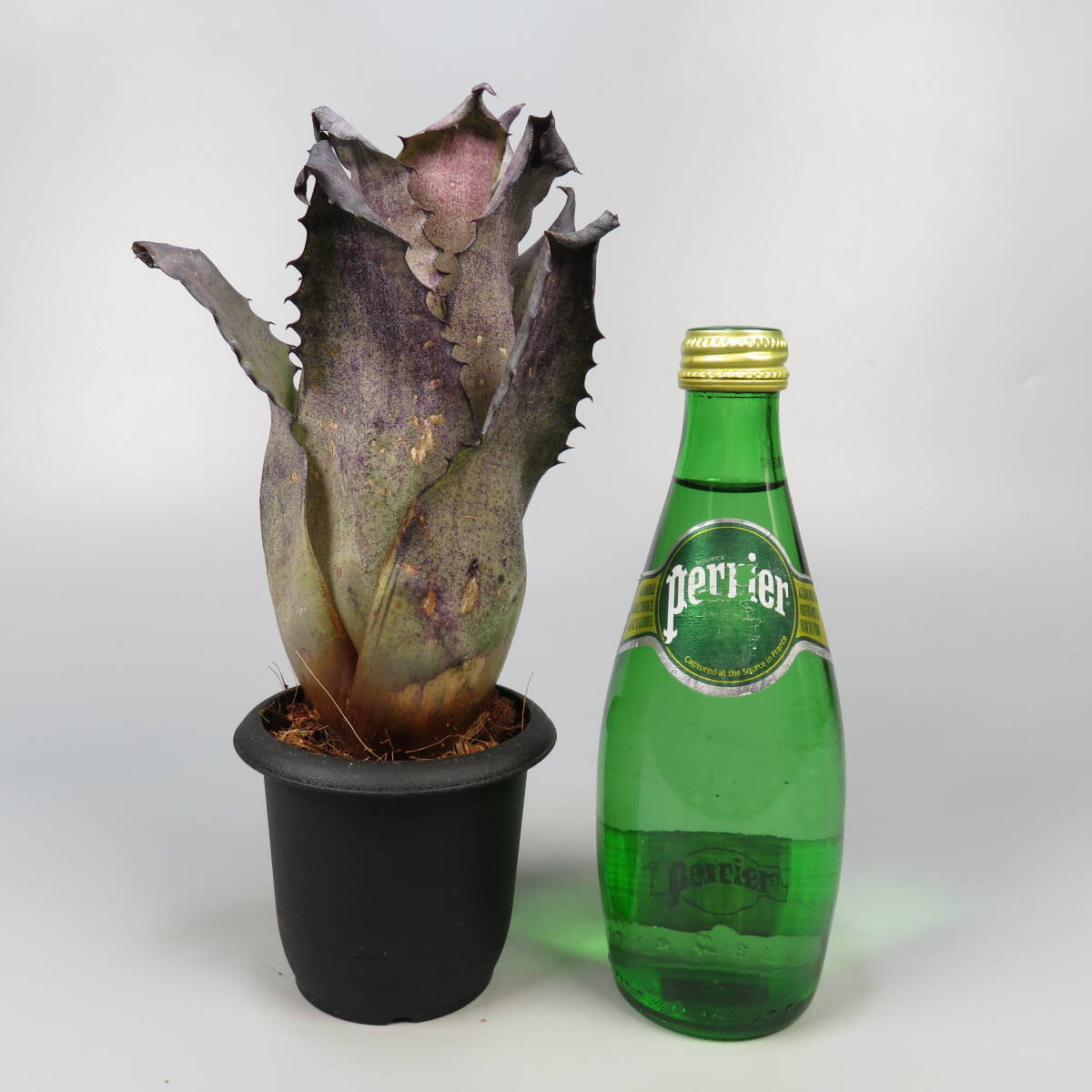 ホヘンベルギア ☆ Hohenbergia leopoldo-horstii Hawaii form