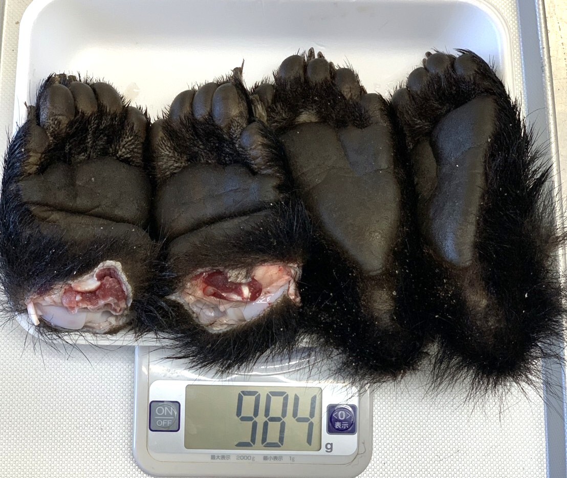ジビエ】ツキノワグマ 熊の手足 1頭分 計984g 鮮度最高 ジビエ】ツキノワグマ 熊の手足 1頭分 計984g 鮮度最高