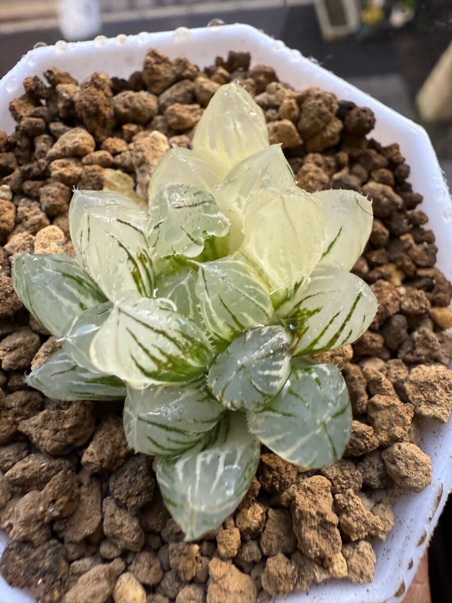 多肉植物 ハオルチア オブツーサ錦 水晶 自家繁殖(サボテン