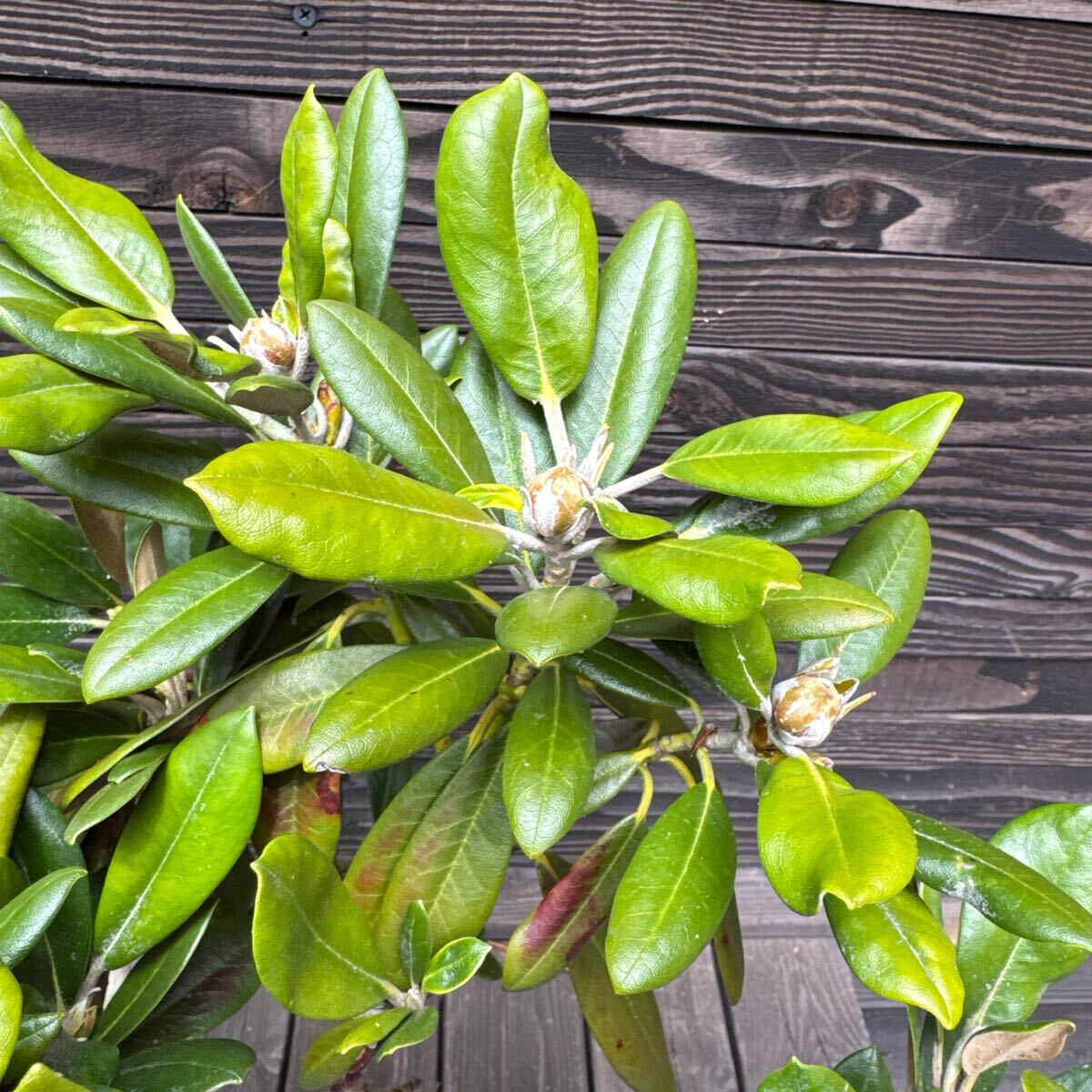 オキシャクナゲ/濃色【現品発送】管理70622 オキシャクナゲ/濃色【現品発送】管理70357