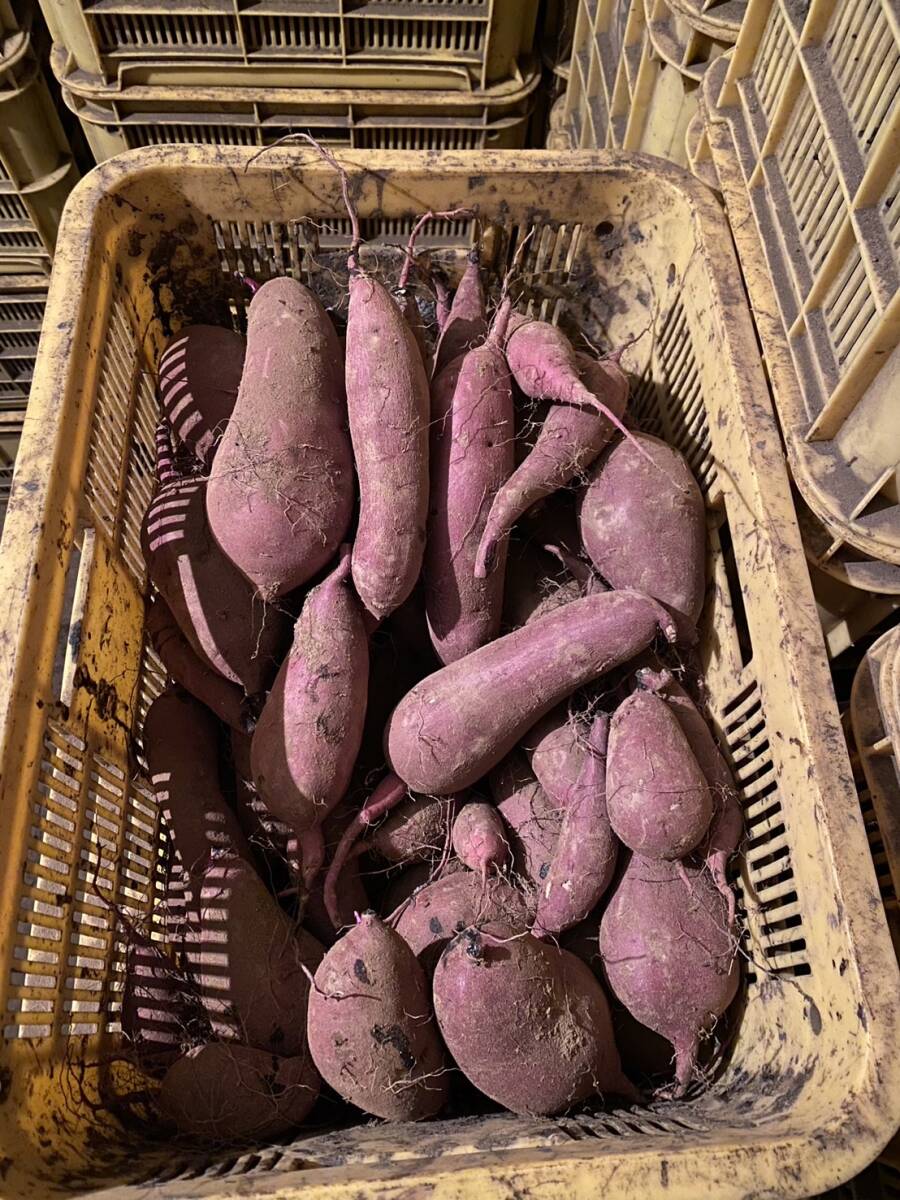 6ヶ月　超熟成　10kg 熟成 紅はるか 土付き 無選別 さつまいも 農(nóng)家直送　熊本県　大津町　送料無料