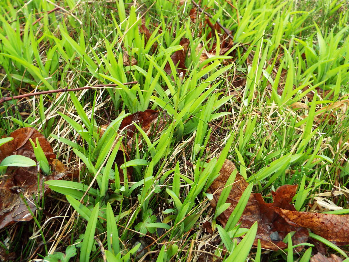エゾカンゾウ(苫小牧産)庭からの抜き苗３本 晝間に開花.