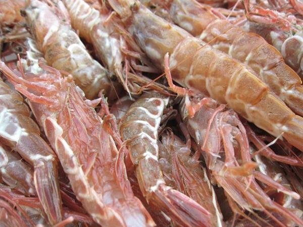 3箱、珍味な海老!! 「ガラ海老1kg」境港自慢の逸品（活または活冷凍）