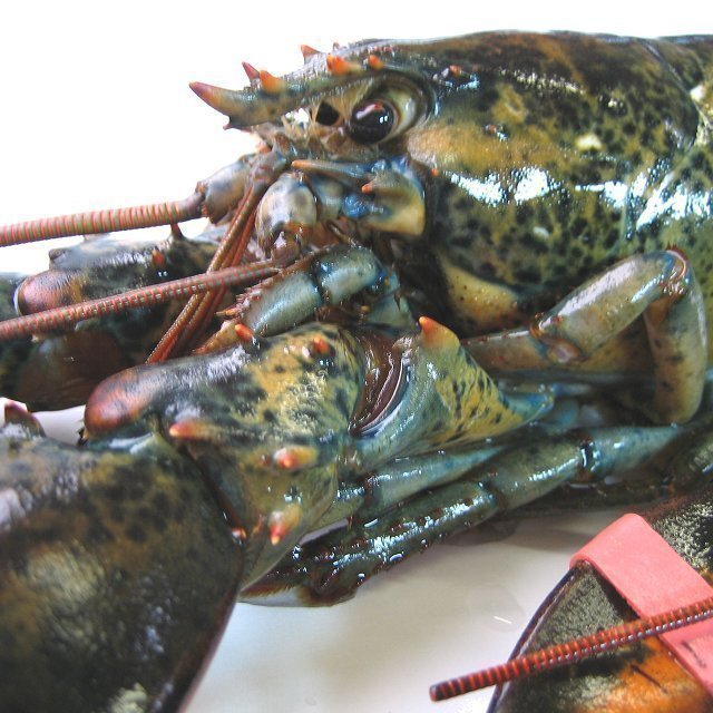 3本、特大「生オマール 450g」生冷凍、世界の逸品を是非??！