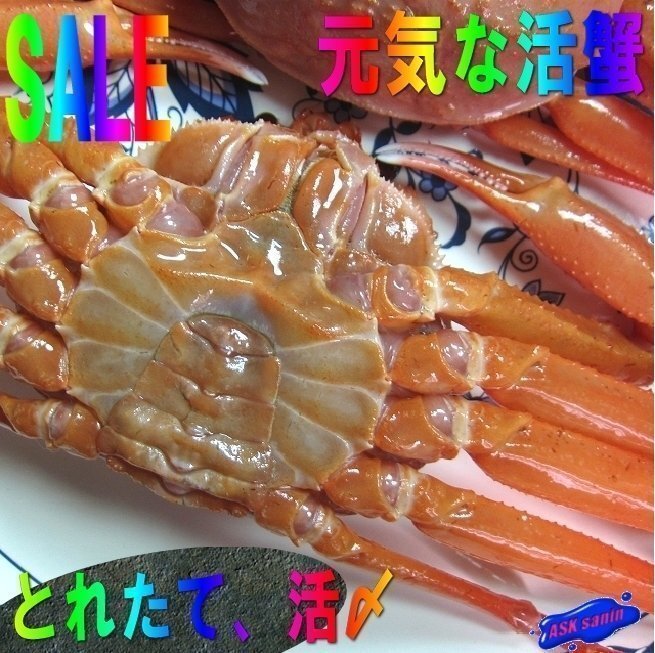 プロ用「活蟹L5尾」-活〆大サイズ5尾入り- 刺し?焼き?鍋?蒸し何でも!!