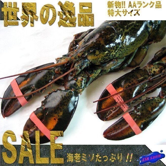 特大「生オマール450g」生冷凍、世界の逸品を是非！！