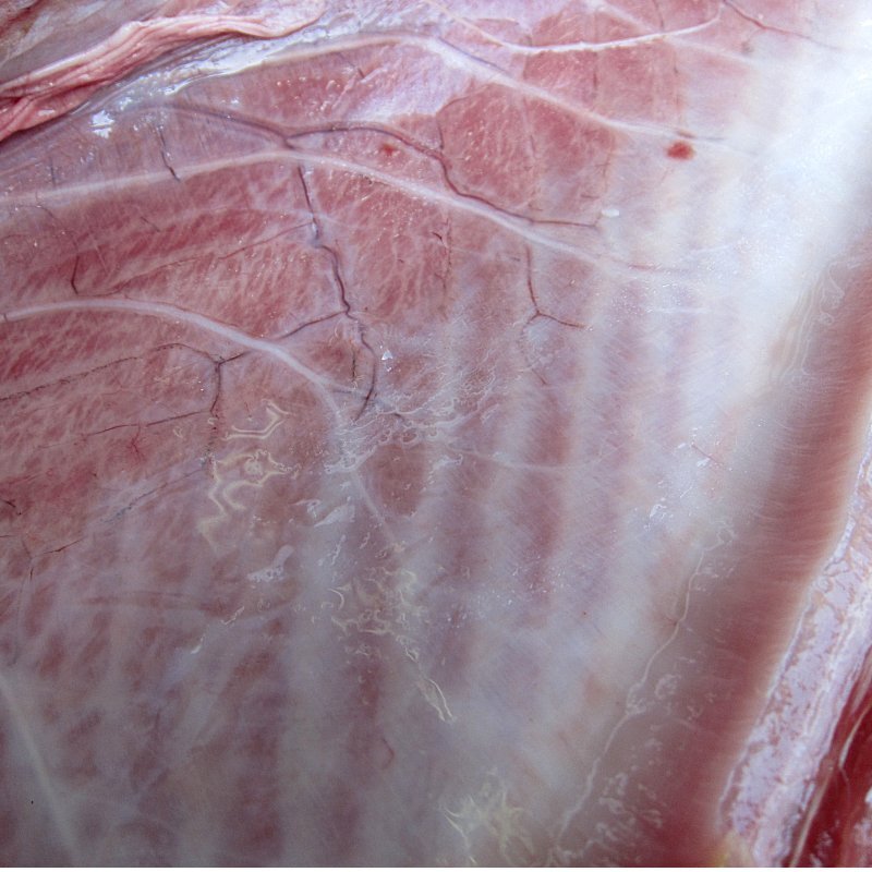 生まぐろ「腹上3-5kg」大トロたっぷり、天然物（不定貫につき差額発生します。) 山陰境港産（予約販売）