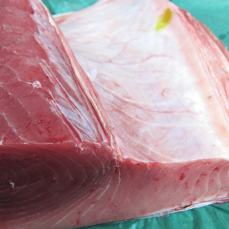 生まぐろ「腹上3-5kg」大トロたっぷり、天然物（不定貫につき差額発生します。) 山陰境港産（予約販売）