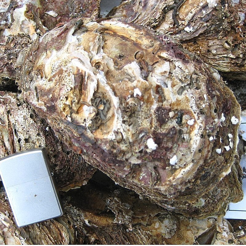 25本】生食用「巖牡蠣3L-400g以上」大サイズ、活きたままお屆けします!!