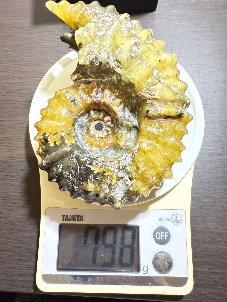 新品マダガスカルのアンモナイト化石　超大　本物希少 貴重品　置物　インテリア 新品マダガスカルのアンモナイト化石 超大 本物希少 貴重品 置物