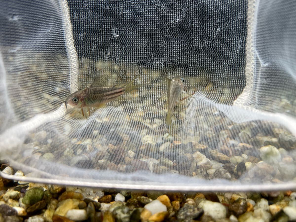 [1 шт ]pe Roo рейс WILD Corydoras elegance желтый ласты 2.5-3cm