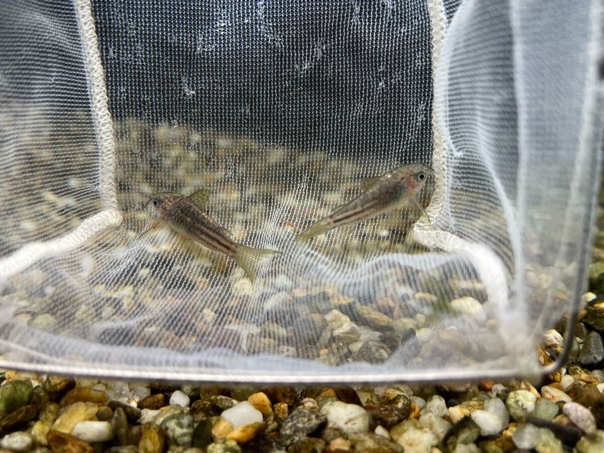 [1 шт ]pe Roo рейс WILD Corydoras elegance желтый ласты 2.5-3cm