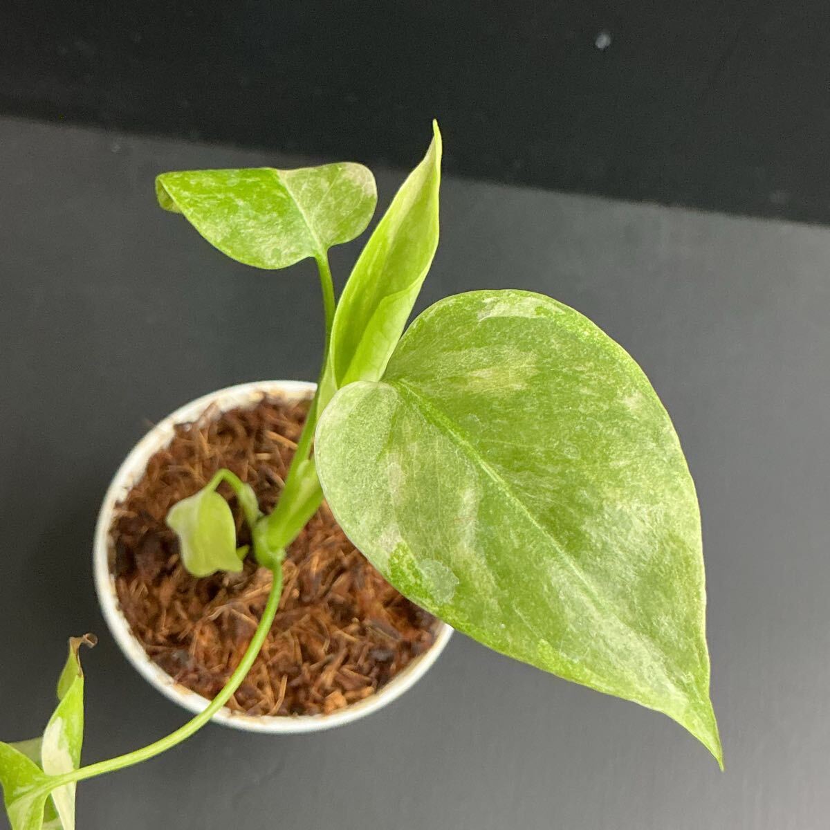 【1657313】Monstera thaiconstellation/モンステラ タイコンステレーション 　順化済み　《eba plants》