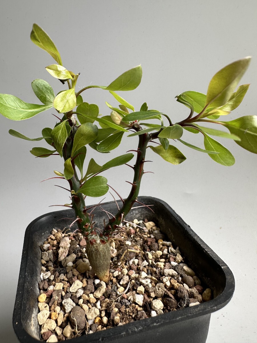 2032】 珍奇植物 フォークイエリア ファシクラータ Fouquieria fasciculata 【実生】
