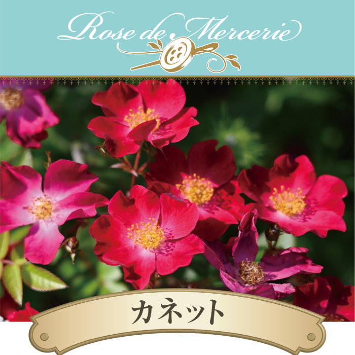 送料無料　カネット　6號鉢　春開花株　　鉢植え バラ 薔薇 河本バラ園 大苗 開花苗
