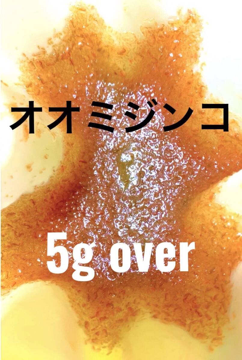 限定サービス　室內(nèi)培養(yǎng)で安心　オオミジンコ ?。担缫陨稀ˉ抓楗箟埩俊〈螗旦`ビス中　産卵促進(jìn)　メダカ　金魚　熱帯魚　稚魚　栄養(yǎng)食