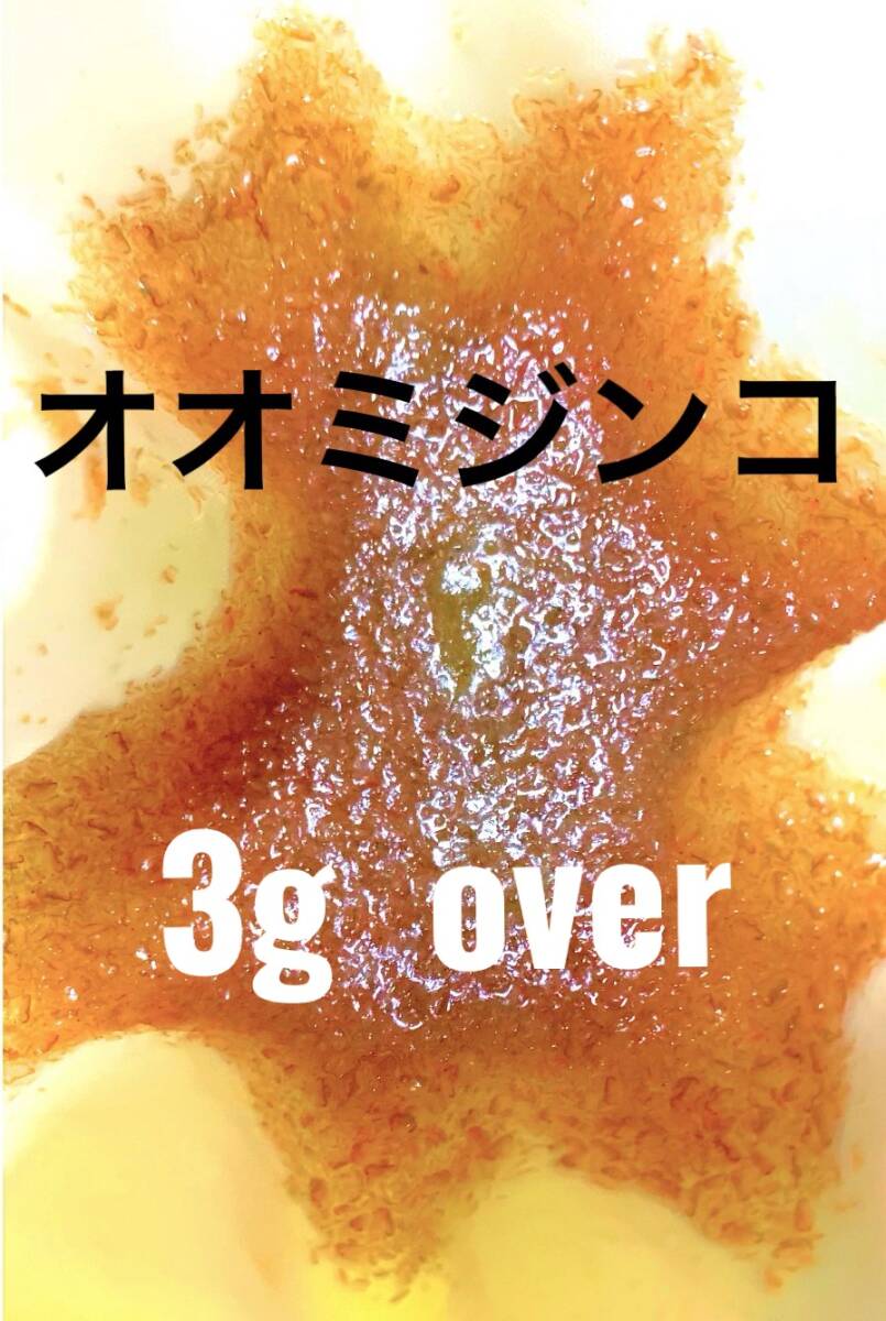 びっくり特盛サービス中！　室內(nèi)培養(yǎng)で安心　オオミジンコ 　３ｇ以上　プラス増量　大サービス中　産卵促進(jìn)　メダカ　金魚(yú)　稚魚(yú)　栄養(yǎng)食