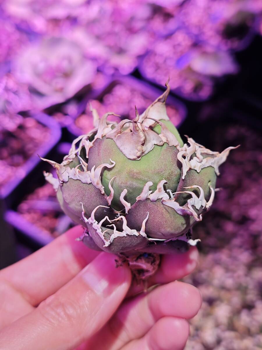 10 アガベ チタノタ 凱撒 シーザー 強棘 OC株 天芽株