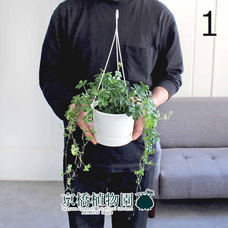 【現(xiàn)品】シュガーバイン 5號 白鉢 吊り下げ（1）Parthennocissus sugarvine