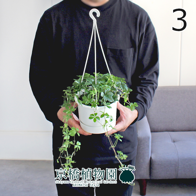 【現(xiàn)品】シュガーバイン 5號 白鉢 吊り下げ（3）Parthennocissus sugarvine