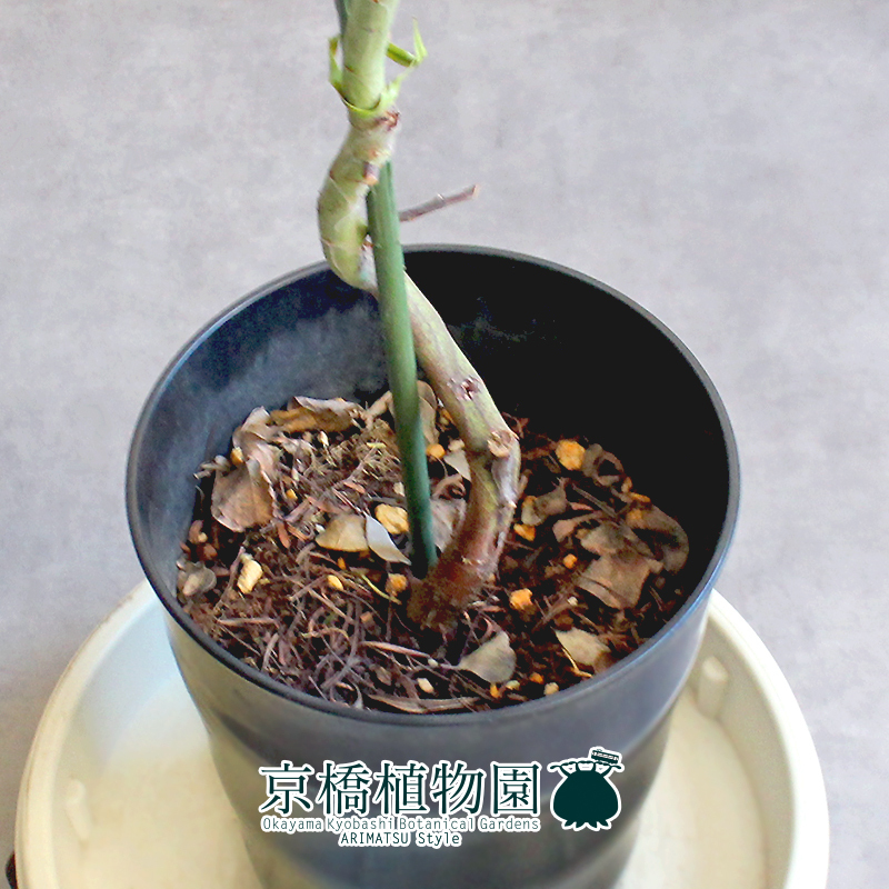 【現(xiàn)品】アカシア?ミモザ（銀葉アカシア） 7號(hào) 黒鉢（1）Acacia baileyana