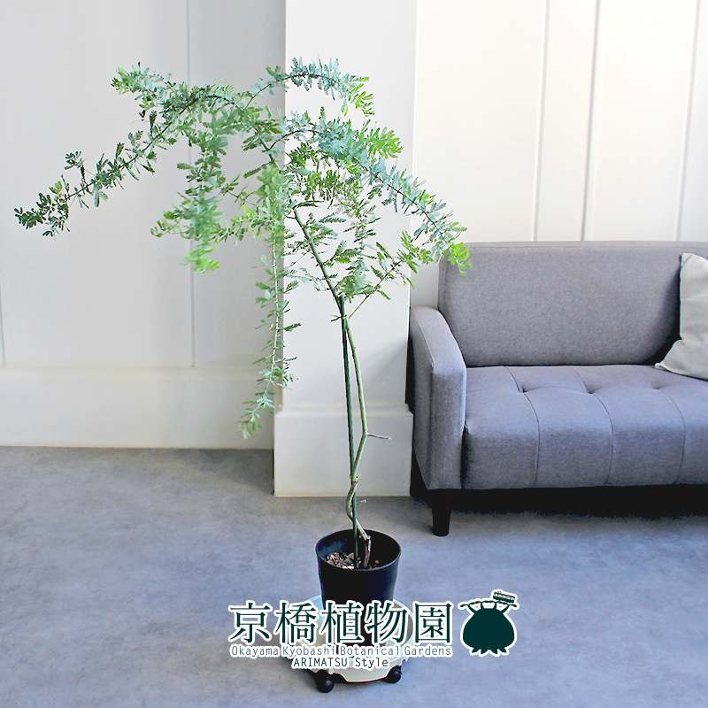 【現(xiàn)品】アカシア?ミモザ（銀葉アカシア） 7號(hào) 黒鉢（1）Acacia baileyana