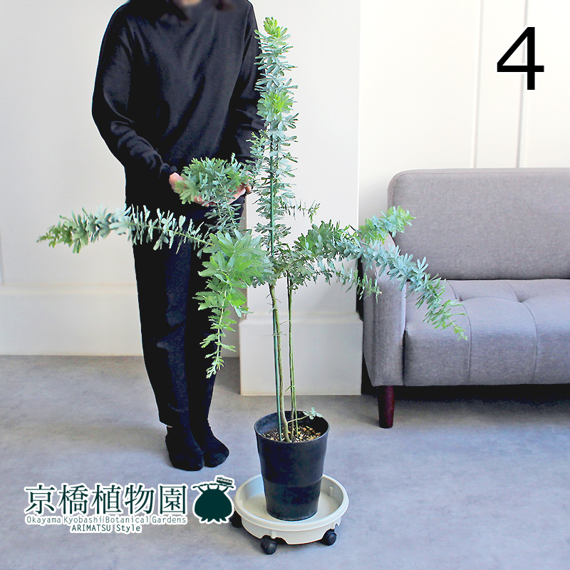 【現(xiàn)品】アカシア?ミモザ（銀葉アカシア） 7號(hào) 黒鉢（4）Acacia baileyana