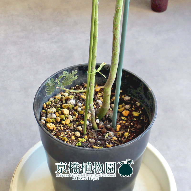 【現(xiàn)品】アカシア?ミモザ（銀葉アカシア） 7號(hào) 黒鉢（4）Acacia baileyana