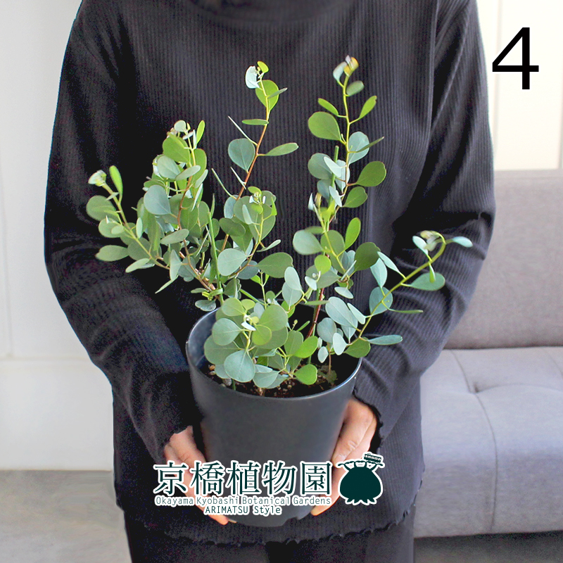 【現(xiàn)品】ユーカリ?ハートリーフ/ウェブステリアナ 5號 黒鉢（4）Eucalyptus websteriana