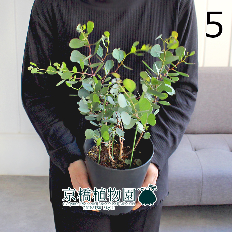 【現(xiàn)品】ユーカリ?ハートリーフ/ウェブステリアナ 5號 黒鉢（5）Eucalyptus websteriana