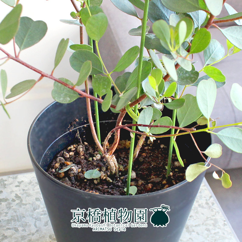 【現(xiàn)品】ユーカリ?ハートリーフ/ウェブステリアナ 5號 黒鉢（5）Eucalyptus websteriana