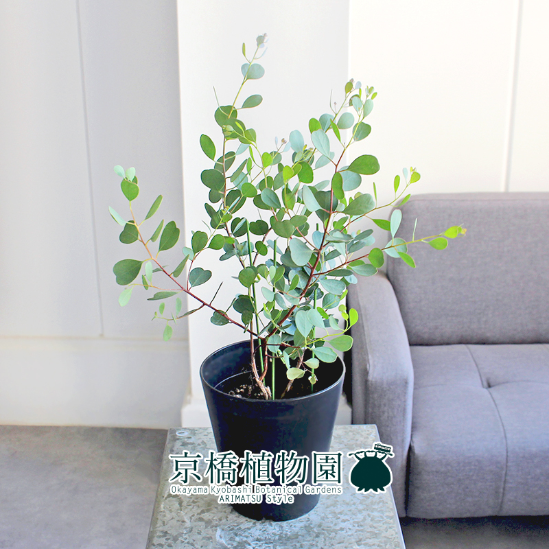 【現(xiàn)品】ユーカリ?ハートリーフ/ウェブステリアナ 5號 黒鉢（5）Eucalyptus websteriana