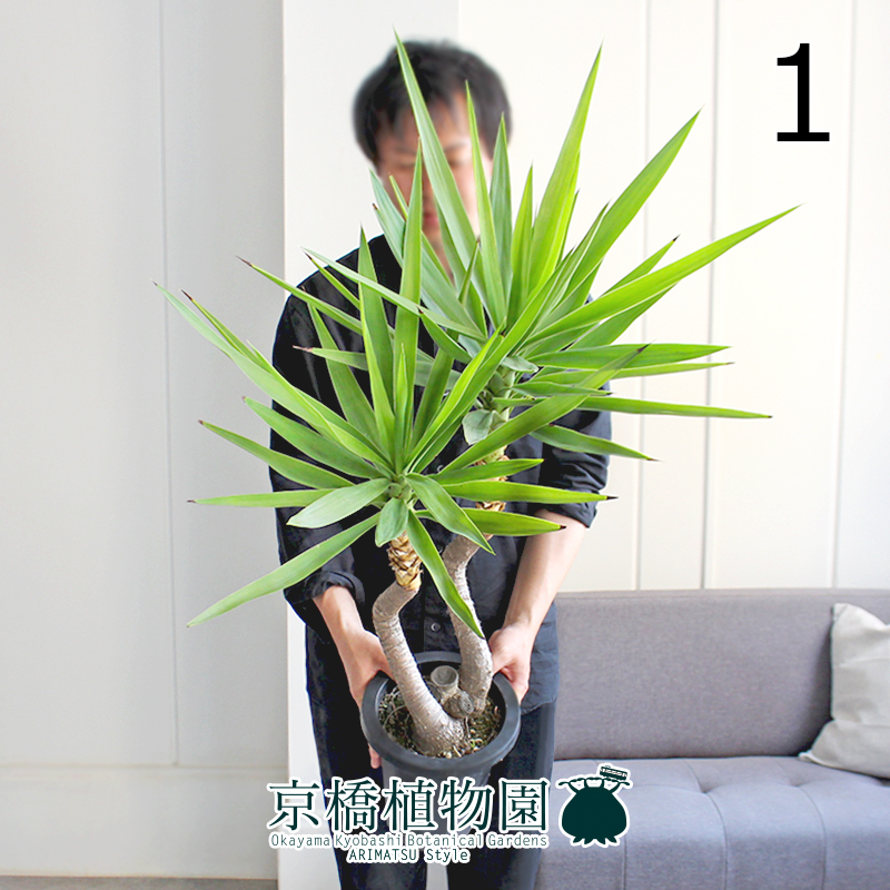 【現(xiàn)品】ユッカ?エレファンティペス 曲がり 6號(hào) 黒鉢（1）Yucca elephantipes