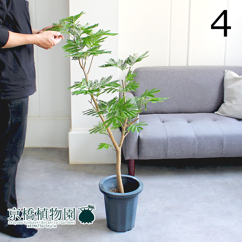 【現(xiàn)品】ネムノキ/エバーフレッシュ 8號(hào) 黒鉢（4）Pithecellobium confertum