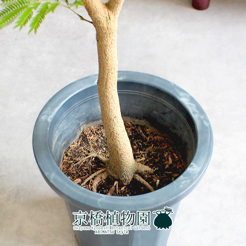 【現(xiàn)品】ネムノキ/エバーフレッシュ 8號(hào) 黒鉢（4）Pithecellobium confertum