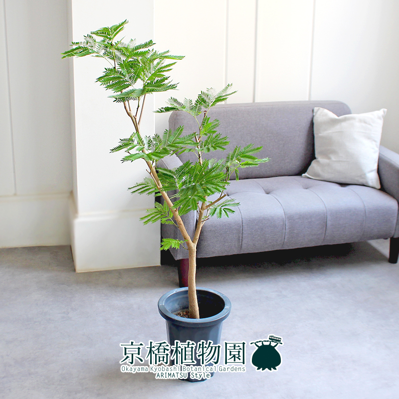 【現(xiàn)品】ネムノキ/エバーフレッシュ 8號(hào) 黒鉢（4）Pithecellobium confertum