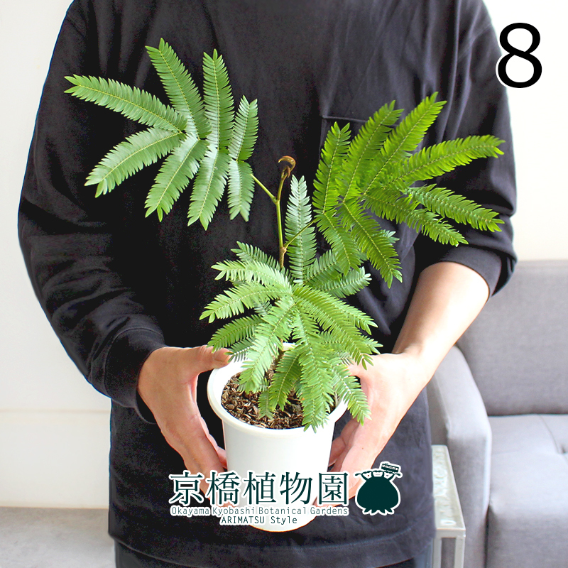 【現(xiàn)品】ネムノキ/エバーフレッシュ 4號(hào) 白鉢（8）Pithecellobium confertum