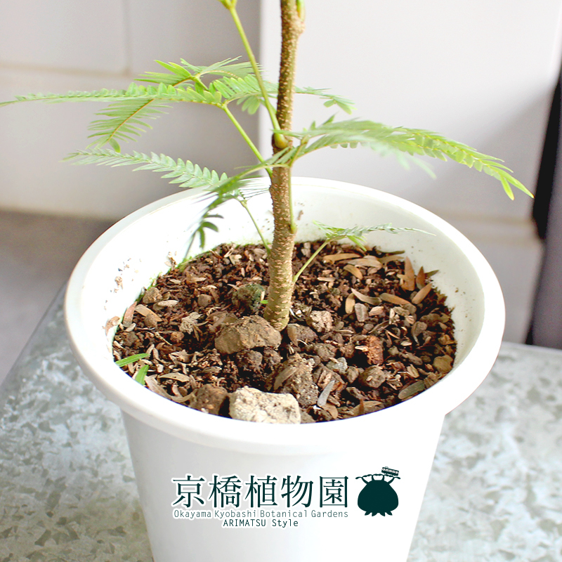 【現(xiàn)品】ネムノキ/エバーフレッシュ 4號(hào) 白鉢（8）Pithecellobium confertum