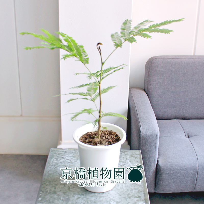 【現(xiàn)品】ネムノキ/エバーフレッシュ 4號(hào) 白鉢（8）Pithecellobium confertum