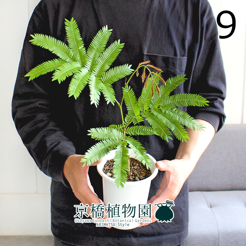 【現(xiàn)品】ネムノキ/エバーフレッシュ 4號 白鉢（9）Pithecellobium confertum