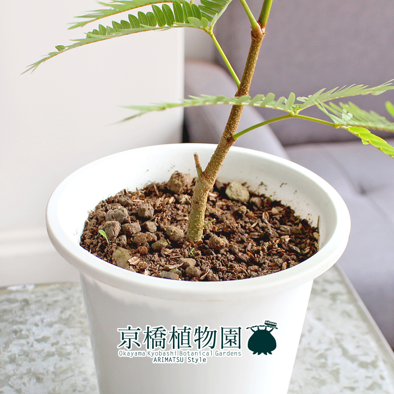 【現(xiàn)品】ネムノキ/エバーフレッシュ 4號 白鉢（9）Pithecellobium confertum