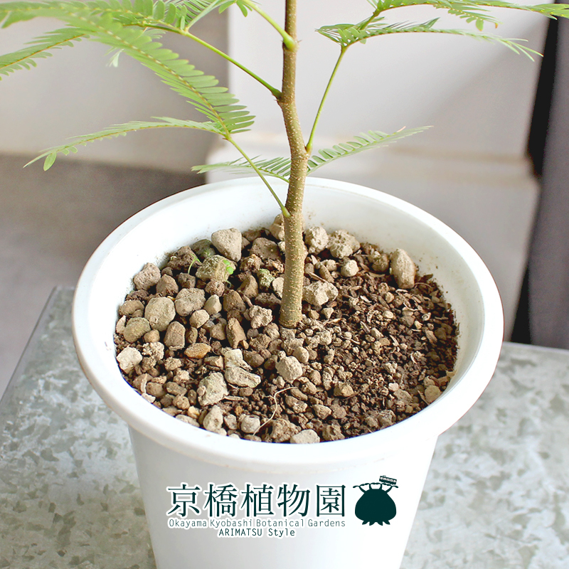 【現(xiàn)品】ネムノキ/エバーフレッシュ 4號(hào) 白鉢（10）Pithecellobium confertum